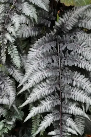 Wijfjesvaren (Athyrium niponicum ‘Pewter Lace‘) | Nog enkele stuks