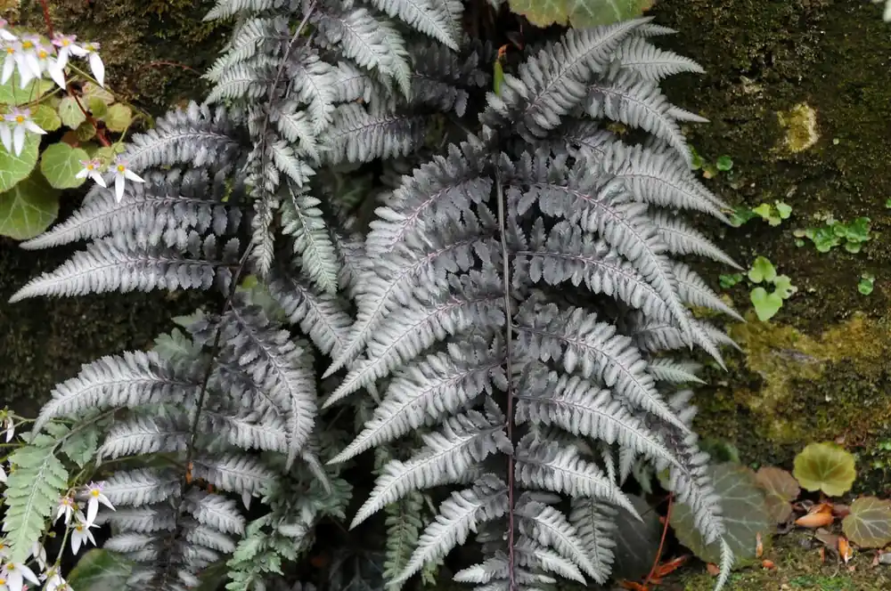 Wijfjesvaren (Athyrium niponicum ‘Pewter Lace‘) | Nog enkele stuks