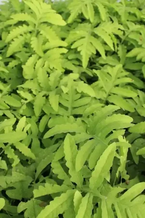 Aanbieding - Balletjesvaren (Onoclea sensibilis)