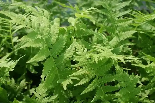 Bekervaren (Matteuccia struthiopteris) - Topdeal