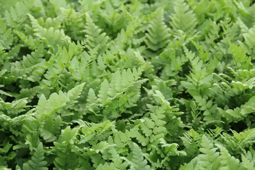Voeg toe aan winkelwagen | Gekroesde mannetjesvaren (Dryopteris filix-mas ‘Crispa‘)