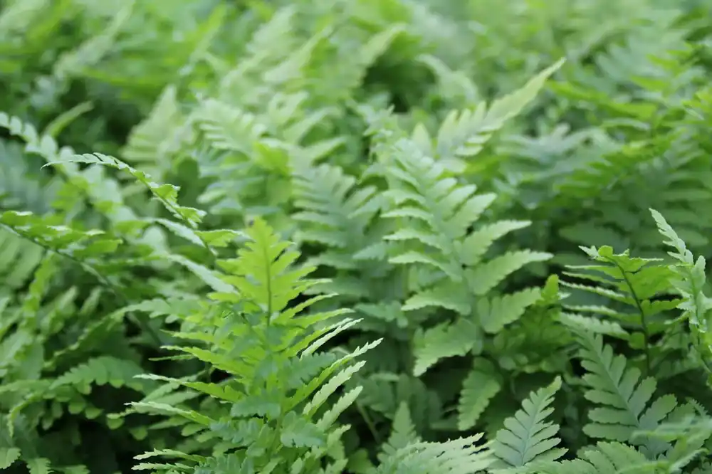 Speciale aanbieding - Mannetjesvaren (Dryopteris filix-mas)