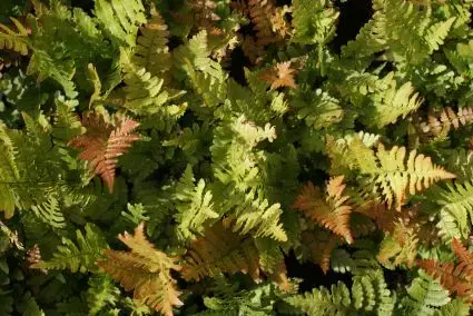 Voordeelprijs - Herfstvaren (Dryopteris erythrosora)