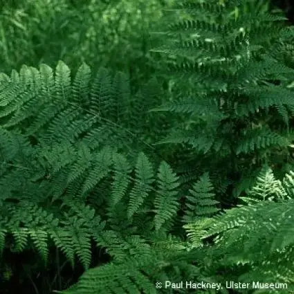 Breedbladige stekelvaren (Dryopteris dilatata) | Sale