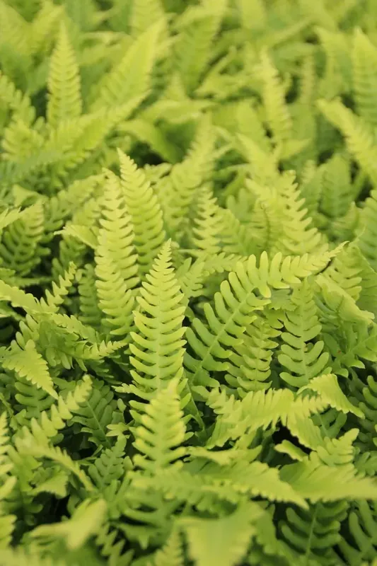 Dubbelloofvaren (Blechnum spicant) - Voeg toe aan winkelwagen