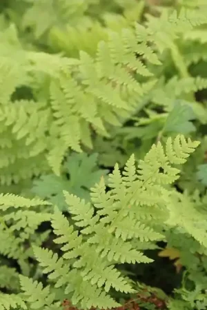 Actie - Wijfjesvaren (Athyrium filix-femina)