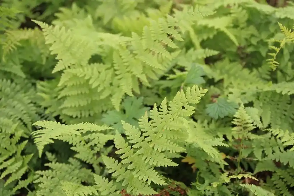 Actie - Wijfjesvaren (Athyrium filix-femina)
