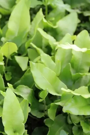 Zeer goed beoordeeld - Tongvaren (Asplenium scolopendrium)