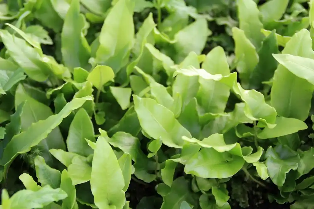 Zeer goed beoordeeld - Tongvaren (Asplenium scolopendrium)
