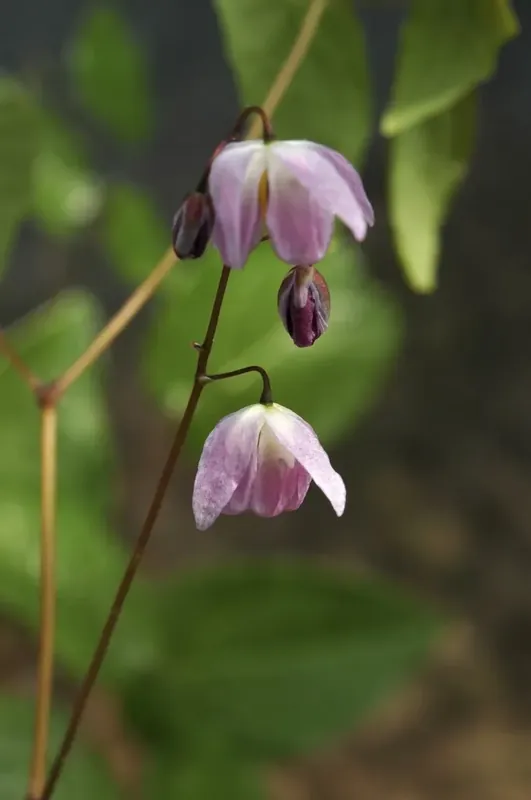 Topprijs - Elfenbloem (Epimedium youngianum ‘Roseum‘)
