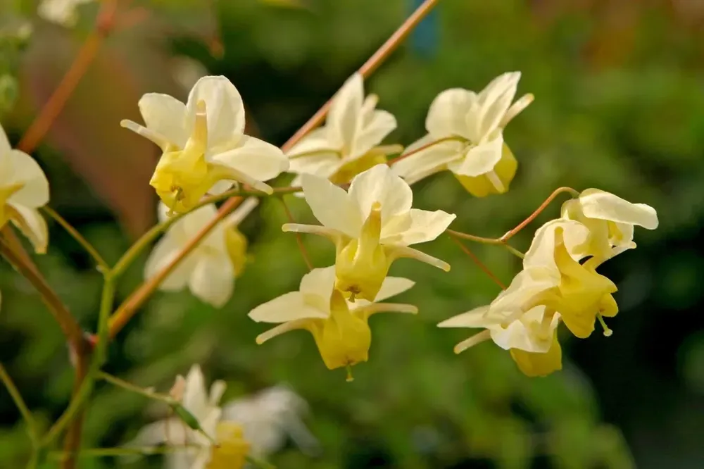 Rechtstreeks uit de fabriek | Elfenbloem (Epimedium versicolor ‘Sulphureum‘)