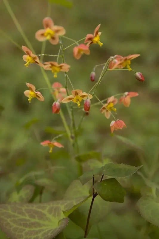 Elfenbloem (Epimedium pubigerum ‘Orangekönigin‘) | Bestel nu