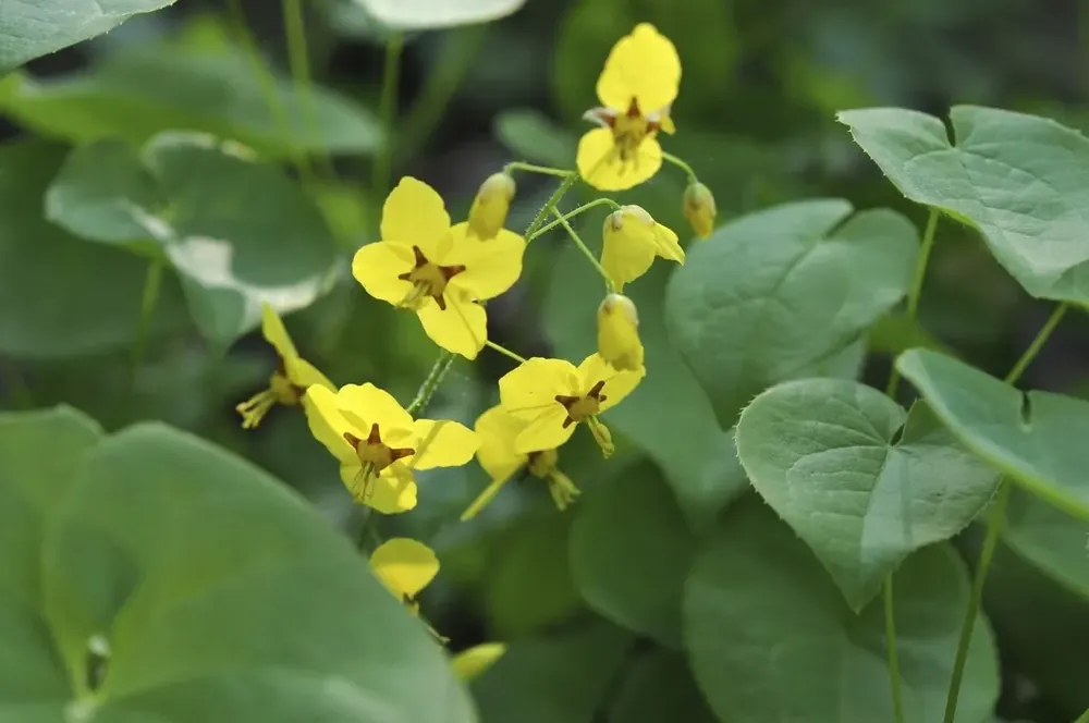 Speciale deal - Elfenbloem (Epimedium pinnatum colchium)