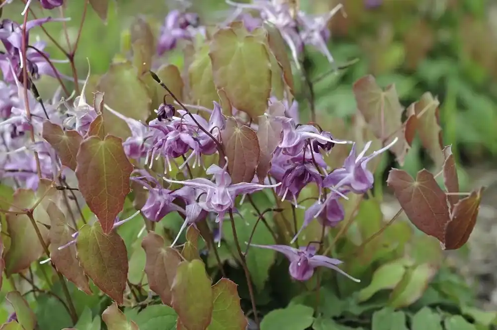 Klaar voor verzending - Elfenbloem (Epimedium grandiflorum ‘Lilafee‘)