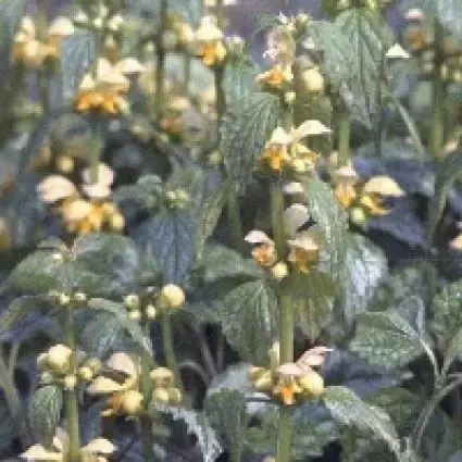 Nieuw product | Gele dovenetel (Lamiastrum galeobdolon ‘Florentinum‘)