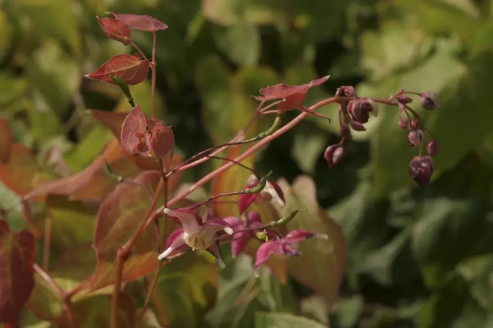 Elfenbloem (Epimedium rubrum) | Voeg toe aan winkelwagen