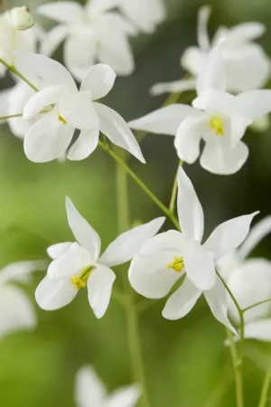 Aanbieding loopt bijna af | Elfenplant (Epimedium youngianum ‘Niveum‘)