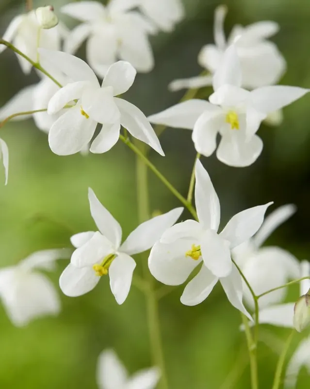 Aanbieding loopt bijna af | Elfenplant (Epimedium youngianum ‘Niveum‘)