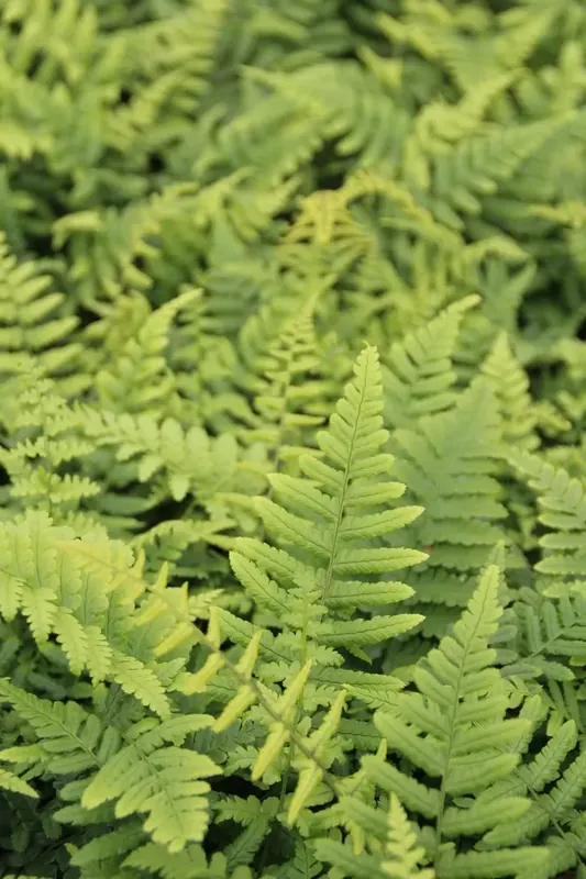 Klantfavoriet | Schildvaren (Dryopteris wallichiana)