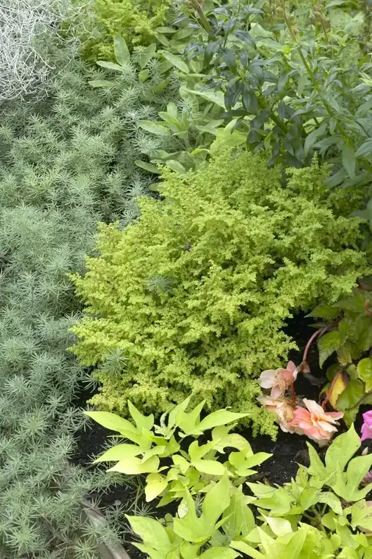 Wijfjesvaren (Athyrium filix-femina ‘Frizelliae‘) | Alleen deze week