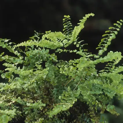 Direct beschikbaar | Venushaar/varen (Adiantum pedatum)