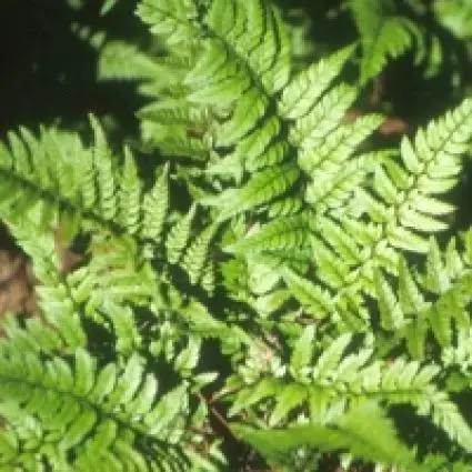 Niervaren (Polystichum tsussimense) - Veel gevraagd