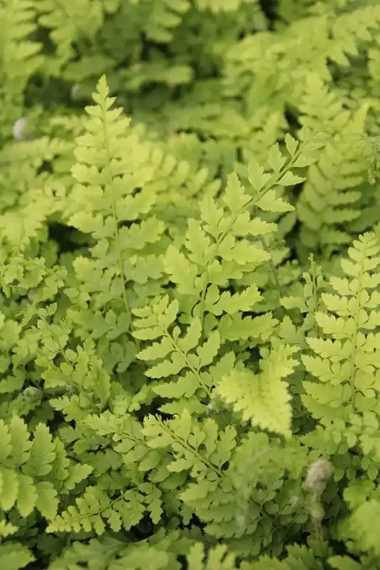 Niervaren (Polystichum setiferum ‘Proliferum‘) - Online kopen