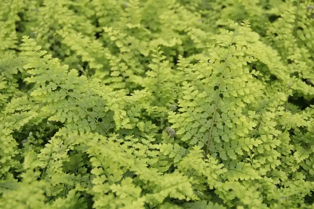 Vanaf nu beschikbaar - Niervaren (Polystichum setiferum ‘Plumoso-densum‘)
