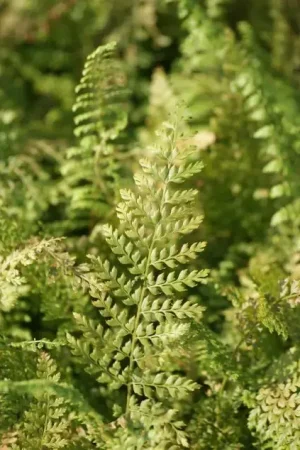 Voordelig | Naaldvaren (Polystichum setiferum ‘Herrenhausen‘)