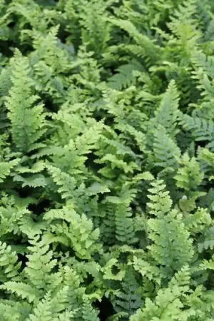 Actieprijs | Niervaren, Naaldvaren (Polystichum setiferum ‘Dahlem‘)