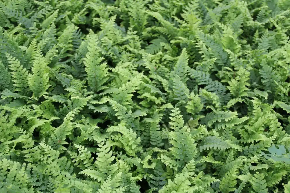 Actieprijs | Niervaren, Naaldvaren (Polystichum setiferum ‘Dahlem‘)