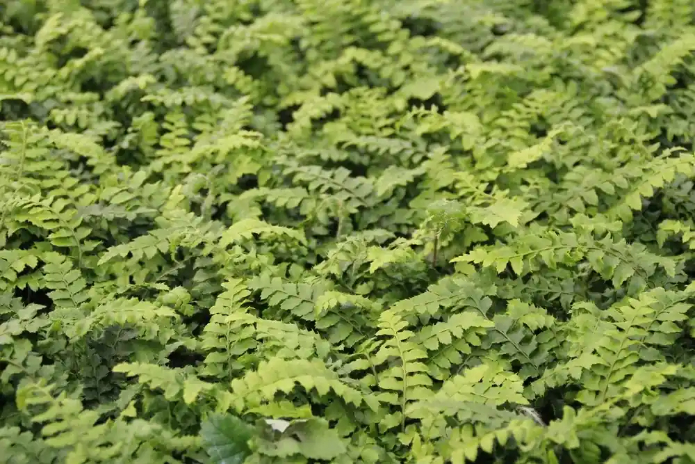 Nieuw | Niervaren (Polystichum polyblepharum)