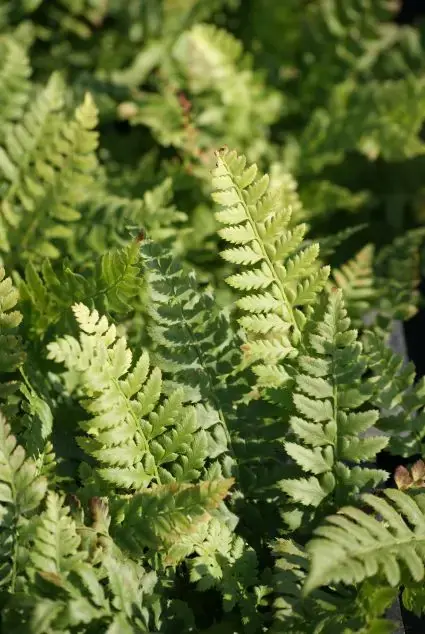 Niervaren (Polystichum aculeatum) - Uitverkoop