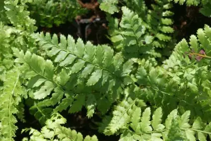 Professionele kwaliteit | Naaldvaren (Polystichum setiferum)