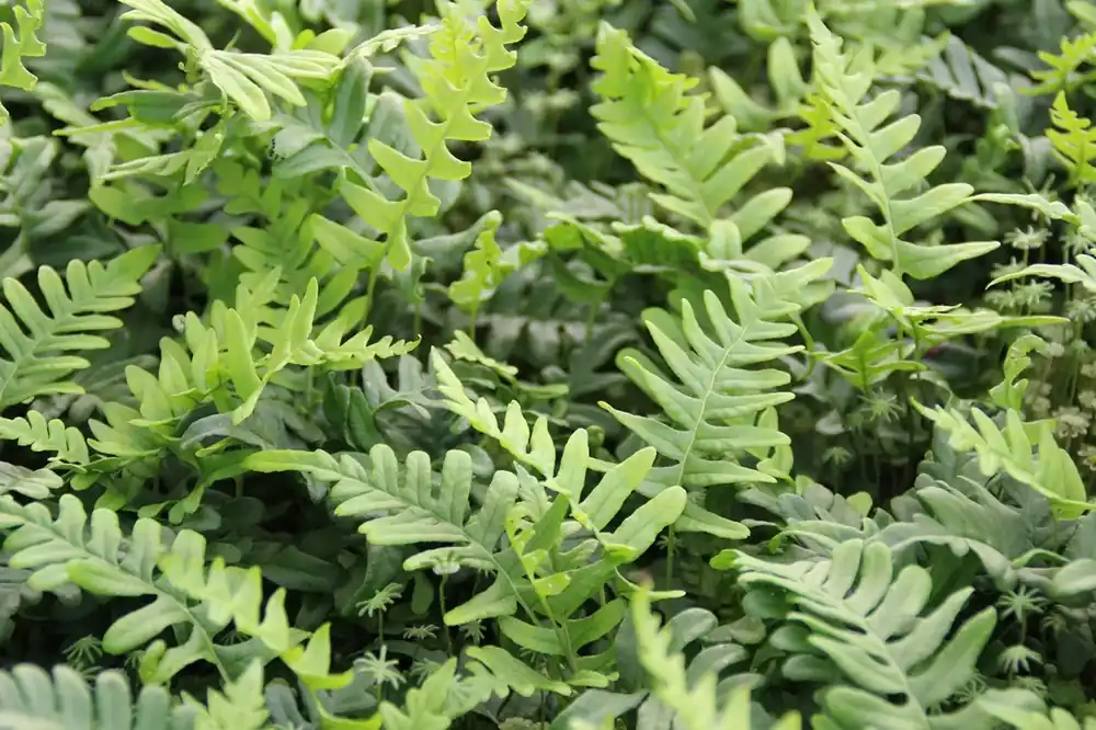 Net gelanceerd | Eikvaren (Polypodium vulgare)