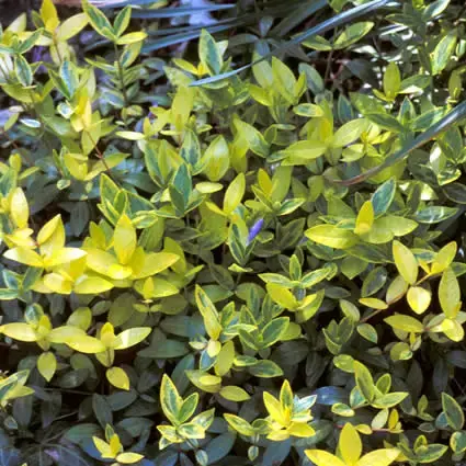 Kleine maagdenpalm (Vinca minor ‘Aureovariegata‘) - Expreslevering