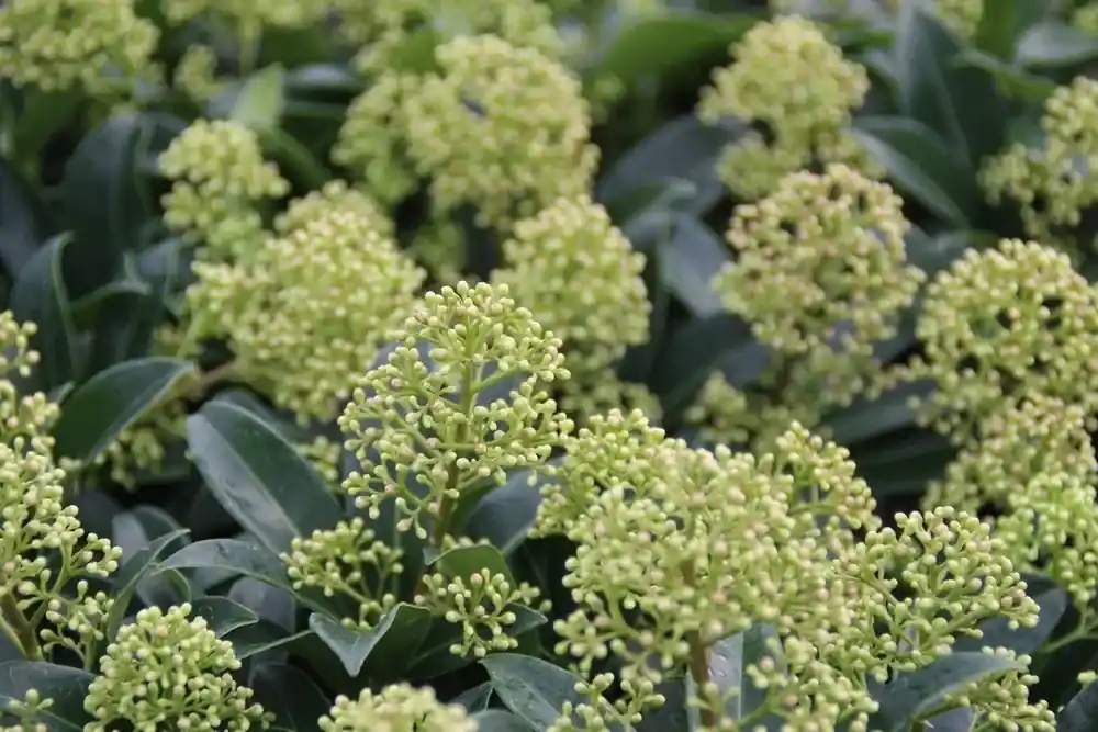 Skimmia (Skimmia japonica ‘Godrie‘s Dwarf‘) | Nieuw in het assortiment
