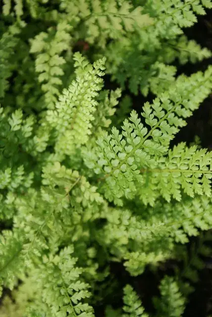 Naaldvaren (Polystichum setiferum ‘Herrenhausen‘) BIO - Direct beschikbaar