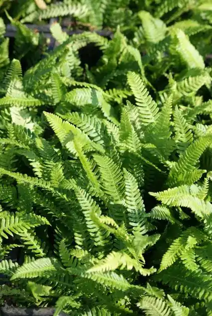 Dubbelloofvaren (Blechnum spicant) BIO - Mis het niet