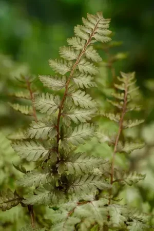 Wijfjesvaren (Athyrium niponicum ‘Metallicum‘) - Hoog gewaardeerd