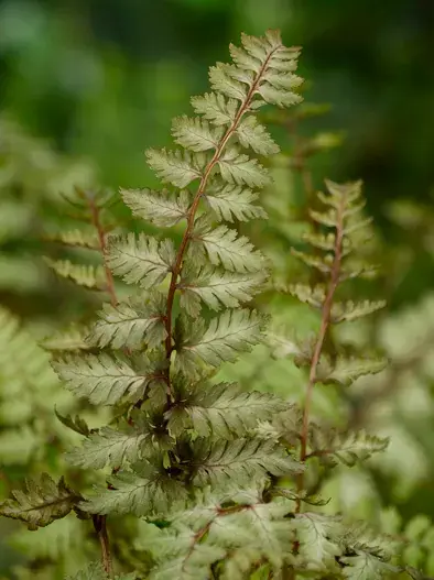 Wijfjesvaren (Athyrium niponicum ‘Metallicum‘) - Hoog gewaardeerd