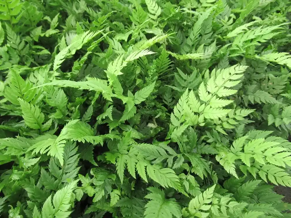 Nieuw binnen | Niervaren (Polystichum rigens)