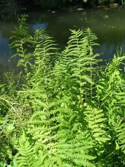 Hoge kwaliteit - Moerasvaren (Thelypteris palustris)