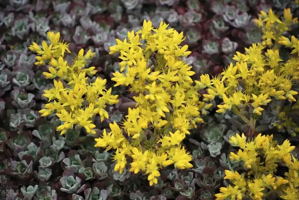 Vetkruid (Sedum spathulifolium ‘Purpureum‘) - Beperkte voorraad