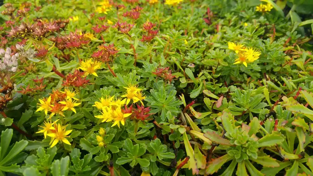 Vetkruid (Sedum floriferum ‘Weihenstephaner Gold‘) | Rechtstreeks uit de fabriek