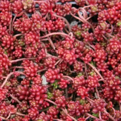 Zeer goed beoordeeld | Muurpeper (Sedum album ‘Coral Carpet‘)