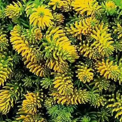 Fabrieksprijs - Vetkruid (Sedum reflexum ‘Angelina‘)