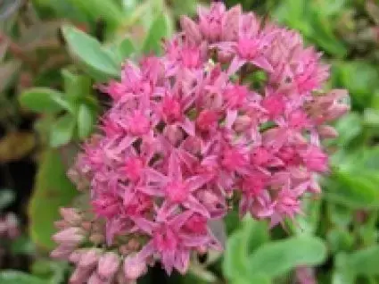 Vetkruid (Sedum ‘Carl‘) - Opruiming