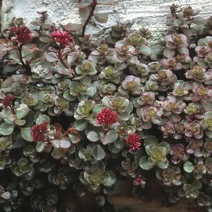 Zolang de voorraad strekt | Vetkruid (Sedum spurium ‘Fuldaglut‘)