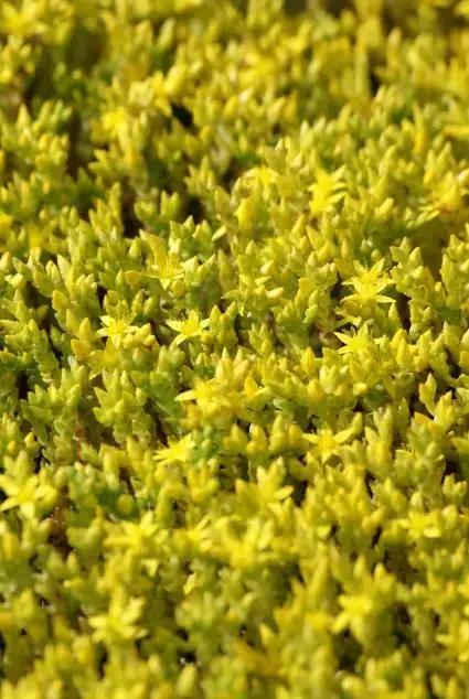 Nieuw in het assortiment - Muurpeper (Sedum acre)
